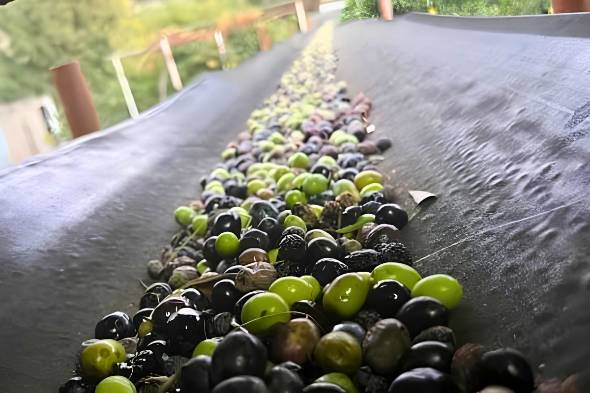 Uljara Martinovic olive oil mill Montenegro